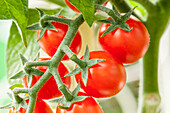 Solanum lycopersicum var. cerasiforme 'Candytom®'