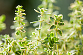 Thymus vulgaris 'Variegata'