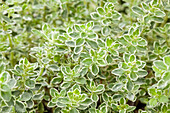 Thymus vulgaris 'Variegata'