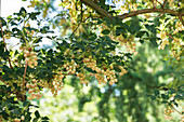 Enkianthus campanulatus