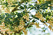 Enkianthus campanulatus