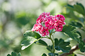 Crataegus laevigata 'Paul's Scarlet'.