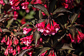 Weigela florida 'Victoria'