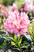 Rhododendron 'Kurfürstin Sophie' (Elector Sophie)