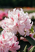 Rhododendron 'Furnivall's Daughter