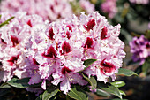 Rhododendron 'Cabaret'®