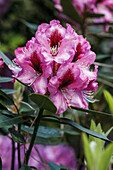 Rhododendron, pink