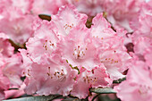 Rhododendron, pink