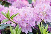 Rhododendron, lila