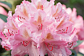 Rhododendron, pink