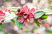 Calycanthus x raulstonii