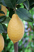 Citrus limon