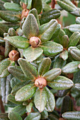 Dwarf rhododendron