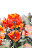 Papaver orientale