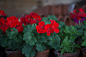 Pelargonium