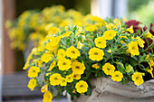 Calibrachoa, yellow