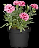 Dianthus caryophyllus 'Tenerife