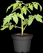 Solanum lycopersicum 'Harzfeuer F1'