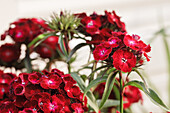 Dianthus barbatus, red