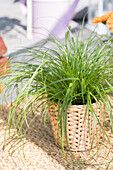 Cyperus zumula