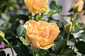 Potted rose, orange