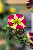 Petunia Amore™ 'Queen of Hearts'