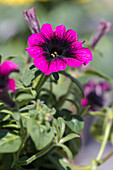 Petunia grandiflora