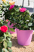 Potted rose, pink