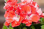 Pelargonium grandiflorum, rot