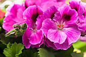 Pelargonium grandiflorum, pink