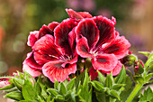 Pelargonium grandiflorum, rot