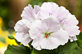 Pelargonium grandiflorum, weiß