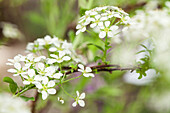 Spiraea