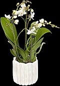 Phalaenopsis multiflora, white