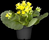 Kalanchoe blossfeldiana, yellow