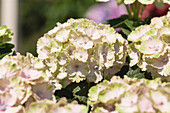 Hydrangea macrophylla, weiß