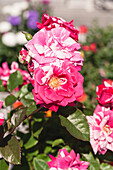 Bed rose, bicoloured