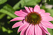 Echinacea purpurea, pink