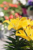 Lilium, yellow