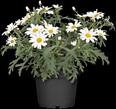 Argyranthemum frutescens, white