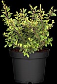 Ilex crenata 'Dark Green'®