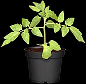 Solanum lycopersicum 'Harzfeuer' (resin fire)