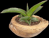 Sansevieria