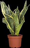 Sansevieria trifasciata