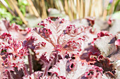 Heuchera, rot