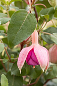 Fuchsia hybrid