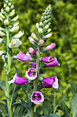 Digitalis purpurea