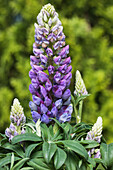 Lupinus polyphyllus, blue