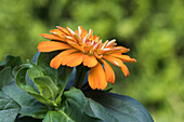 Zinnia haageana 'Profusion Orange