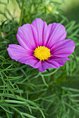 Cosmea bipinnatus